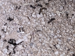 Veromessor pergandei