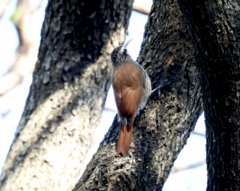 Lepidocolaptes angustirostris