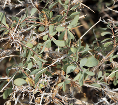 Symphoricarpos longiflorus