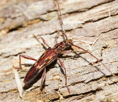 Coptocercus rubripes