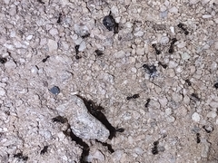 Veromessor pergandei