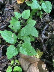 Scutellaria lateriflora