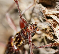 Coptocercus rubripes