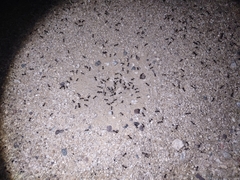 Veromessor pergandei