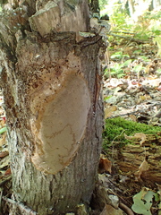 Fomitiporia punctata