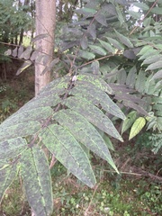 Capnodiaceae