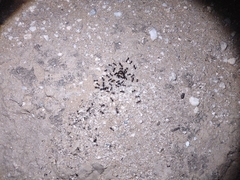 Veromessor pergandei