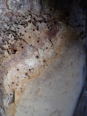 Fomitiporia punctata