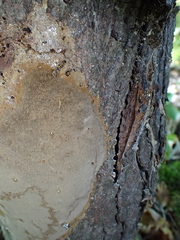 Fomitiporia punctata