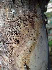 Fomitiporia punctata