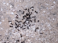 Veromessor pergandei