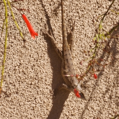 Sceloporus occidentalis