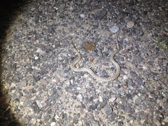 Hypsiglena chlorophaea