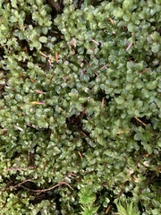 Mniaceae