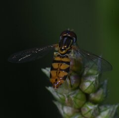 Toxomerus floralis