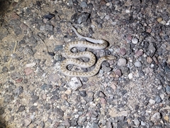 Hypsiglena chlorophaea