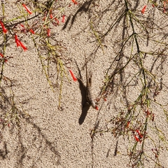 Sceloporus occidentalis