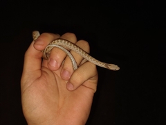 Hypsiglena chlorophaea