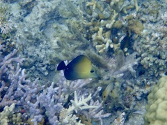 Zebrasoma scopas