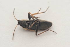 Xanthochilus quadratus