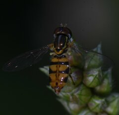 Toxomerus floralis