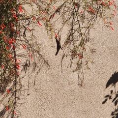 Sceloporus occidentalis