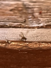 Drosophilidae