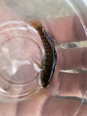 Etheostoma caeruleum