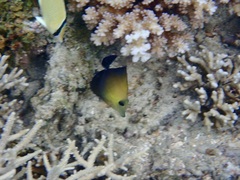 Zebrasoma scopas