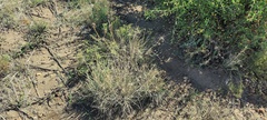 Elymus elymoides