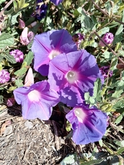 Ipomoea stans