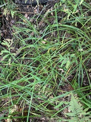 Carex scabrata