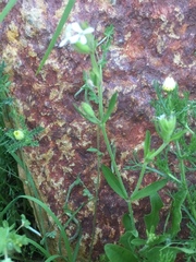 Silene gallica