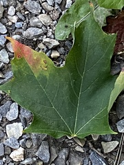 Acer saccharum