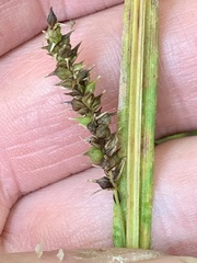 Carex scabrata