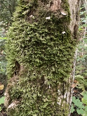 Porella platyphylla