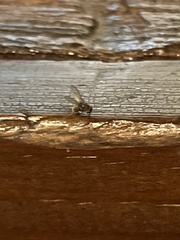 Drosophilidae