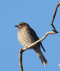 Sphecotheres vieilloti