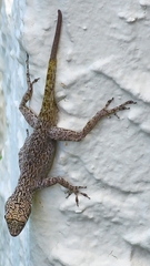 Anolis distichus