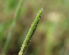 Alopecurus carolinianus