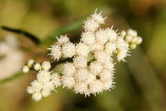 Baccharis glutinosa
