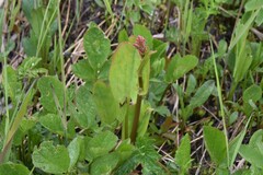 Rumex lapponicus