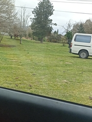 Carduelis carduelis britannica