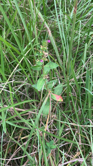 Cuphea carthagenensis