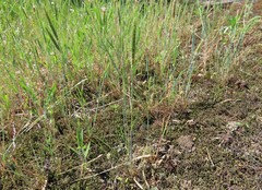 Alopecurus carolinianus