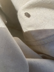 Sphyrocoris obliquus