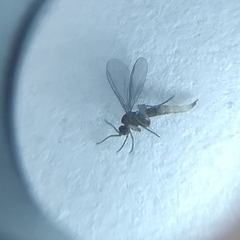 Insecta