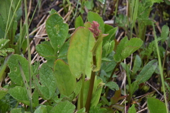 Rumex lapponicus