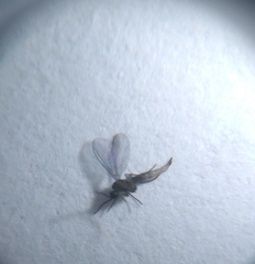 Insecta