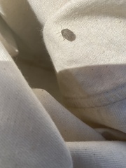 Sphyrocoris obliquus